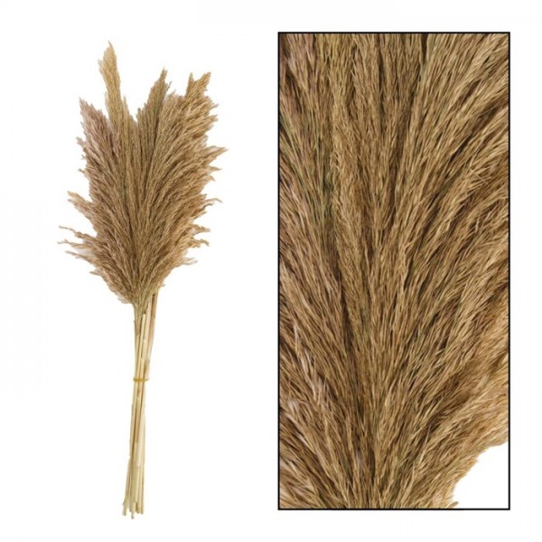 Wild Reed Plume