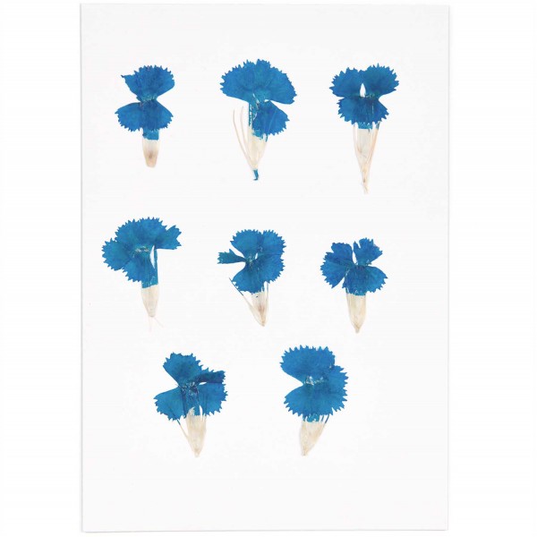 Gepresste Blüten Chinesische Nelke blau