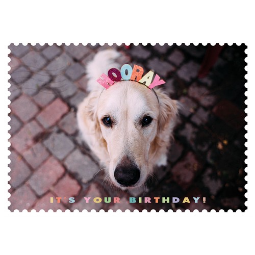 Postkarte Dog Birthday